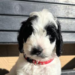 Woody - Parti male Goldendoodle puppy in Peoria,  Az, Arizona from Not Just "Golden" Doodles