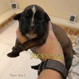 Pennywise (boy) - Brindle male Boxer puppy in Red Boiling Springs, Tennessee from Silver Rain