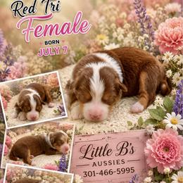 Red tri Bonnie - Red tri female Miniature Australian Shepherd puppy in Nashville, Tennessee from Little B’s Aussies