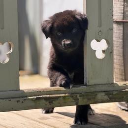 Peep - Black male Australian Shepherd puppy in Windsor, New York from Double B Aussies