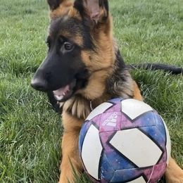 German Shepherd Puppies from Top Shepherd kennel