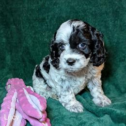 Lucy - Black and white female Cockapoo puppy in Sunset, Louisiana from Cano Cockapoos