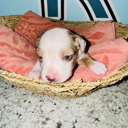 Red Merle boy 2 - Red merle male Toy Australian Shepherd puppy in Oklahoma City, Oklahoma from Faith River Aussies