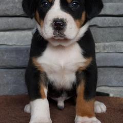 Cheeto - Black, white and red male Greater Swiss Mountain Dog puppy in Gassaway, West Virginia from Rolling Hills Ranch and Kennels LLC