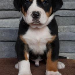 Cheeto - Black, white and red male Greater Swiss Mountain Dog puppy in Gassaway, West Virginia from Rolling Hills Ranch and Kennels LLC
