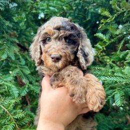 Hermione - Red merle female Aussiedoodle puppy in Upper Lake, California from Redwood Aussiedoodles