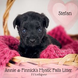 Stefan - Black Yorkipoo puppy in Cleveland, Tennessee from Edgewater Doodles & Designer Pups