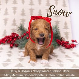 Snow - Green Collar Girl - Apricot female Goldendoodle puppy in Meadville, Pennsylvania from Doodle Paws Pups