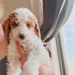 Fidough - Parti male Poodle puppy in Phoenix, Arizona from Moonshine Kennels AZ