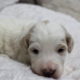 Bernedoodle and Goldendoodle Puppies from Paramount Family Doodles