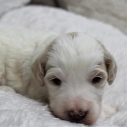 Bernedoodle and Goldendoodle Puppies from Paramount Family Doodles