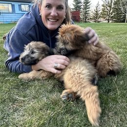 Brown Collar Male - Wheaten Soft Coated Wheaten Terrier puppy in Cody, Wyoming from Yellowstone Breeders