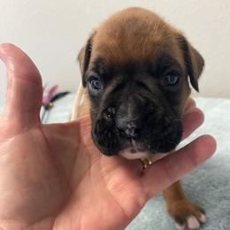 Boy 1 - male Boxer puppy in Cookville, Texas from Linde Bostons/Tomlin Boxers
