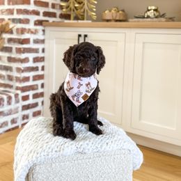 Reba - Chocolate female Goldendoodle puppy in Bell Buckle, Tennessee from Precious Puptown Doodles