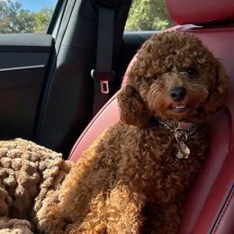Gemma - Poodle