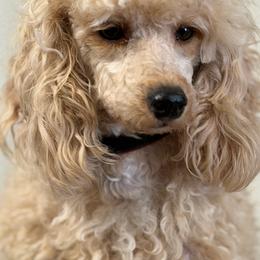 Wendy - Poodle
