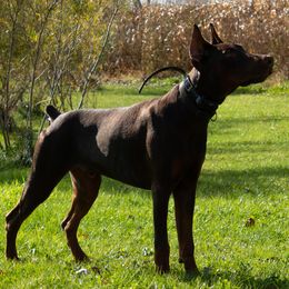Doberman Pinschers and French Bulldogs from The Defender Farm