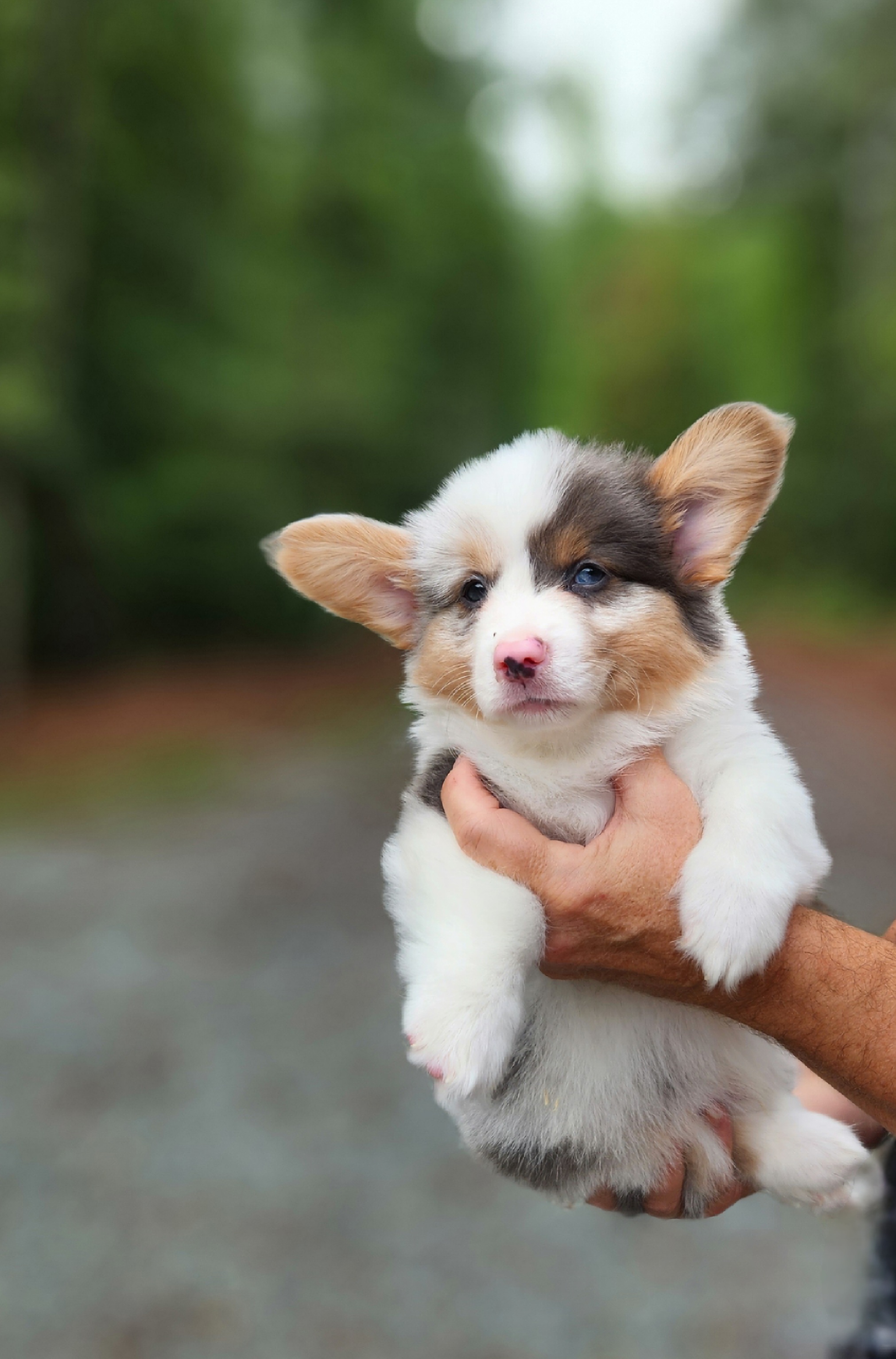 Merle Haggard - American Corgi puppy in Cameron, North Carolina from Butts Family Corgis