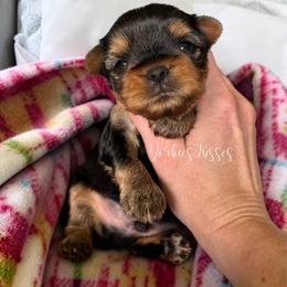 Atlas - Blue and gold male Yorkshire Terrier puppy in Kendallville, Indiana from Yorkies Kisses/Rusalka Siren Song