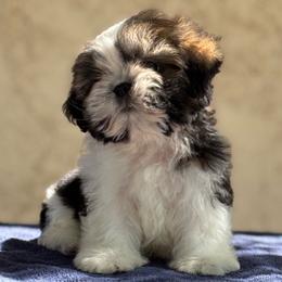 Caleb - Sable and white male Shih Tzu puppy in Central, California from Ling Ling’s Shih Tzu