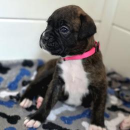 Girl 4 - Brindle female Boxer puppy in Howey In The Hills, Florida from Bayla Belle & Blossom's Boxers