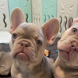 French Bulldogs from Notorious Frenchies