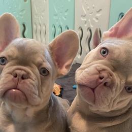French Bulldogs from Notorious Frenchies