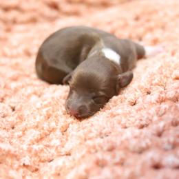 Lottie - Red female Dachshund puppy in Eaton, Ohio from Miniature Alphas Dachshunds