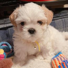 Lucky - Shih Tzu