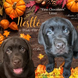 Nestlé - Chocolate male Labrador Retriever puppy in Eaton Rapids, Michigan from Higher Ground Labradors
