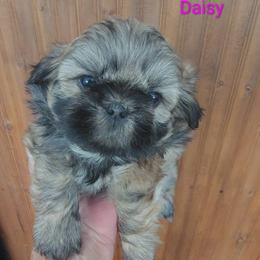Annie now Daisy - Tricolor female Shih Tzu puppy in Palmyra, New York from Karen's Tzus of Palmyra-Macedon
