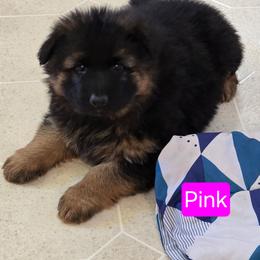 Pink Collar - Black and red female German Shepherd puppy in Sumner, Iowa from Vom Wilke Kennels