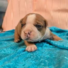 Boris - Seal and white male Boston Terrier puppy in Clarksburg, West Virginia from Pawprints Boston Terriers