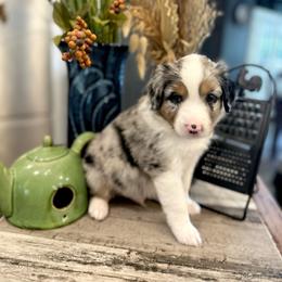 Boy 3 - Blue merle male Australian Shepherd puppy in Eustis, Florida from AUSSIELIFEFARMS, LLC