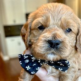 Blake - Red Cockapoo puppy in Roseville, California from Darby Park Doodles