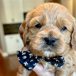 Blake - Red Cockapoo puppy in Roseville, California from Darby Park Doodles