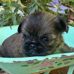 Toby (light blue) - Red male Brussels Griffon puppy in Brooks, Georgia from Brooks Berner Bears & Brussels Griffons
