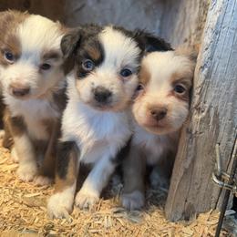 Cupid - Black tri female Toy Australian Shepherd puppy in Menan, Idaho from Teton Toy Aussies