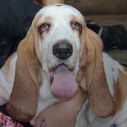 Winnie - Basset Hound