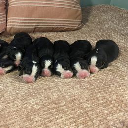Bernese Mountain Dog Puppies from Blue Ridge Bernese