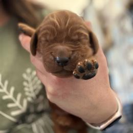 Green boy - Chestnut male Irish Setter puppy in West Haven, Utah from McClellan Setters
