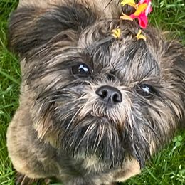 Zaley - Shih Tzu