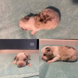 Miniature Australian Shepherd Puppies from Quarle Ranch Mini Aussies