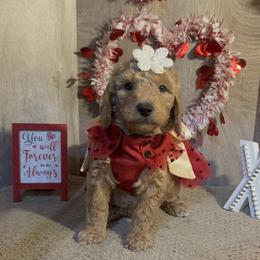Mya - Apricot female Goldendoodle puppy in Valdosta, Georgia from Designer Doodles of South GA