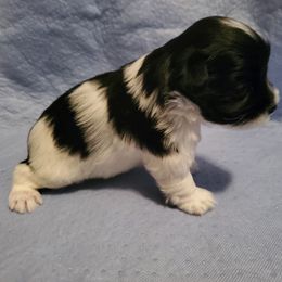 Boy 2 - Miniature Schnauzer puppy in Casper, Wyoming from Flyover Farms