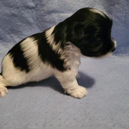 Boy 2 - Miniature Schnauzer puppy in Casper, Wyoming from Flyover Farms