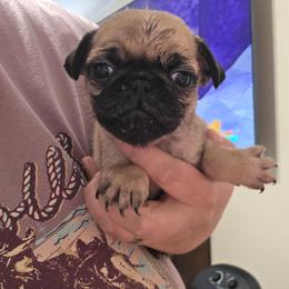 Rolo - Fawn male Pug puppy in Olin, North Carolina from Piggy Pugs