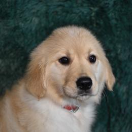 Shortcake (Red Collar Girl) - Light golden female Golden Retriever puppy in Peoria, Arizona from Dani’s Dawgs
