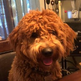 Stud Muffin (Peanut) - Goldendoodle