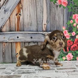 Chocolate and Tan Dapple Longhair Male - Chocolate and tan male Dachshund puppy in Cleveland, Tennessee from Kelly's Doxie Farm